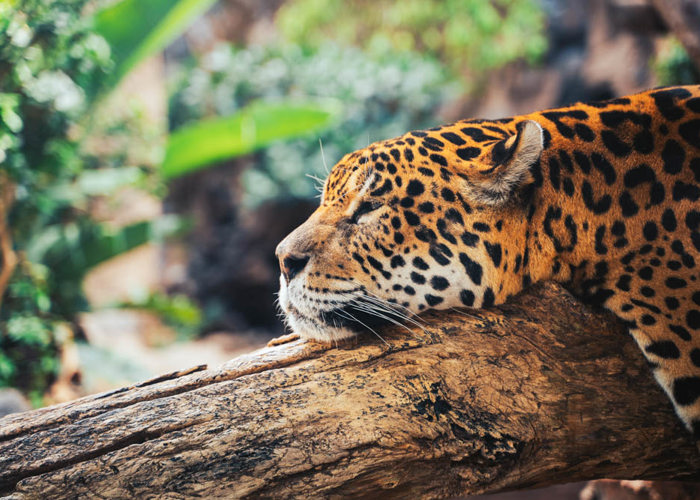 The Pantanal